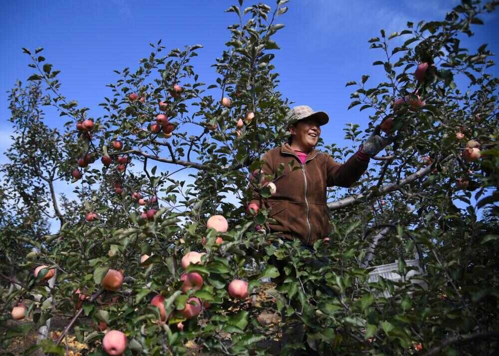 
上海儿科医院黄牛代挂号电话票贩子号贩子网上预约挂号,住院检查加快,陕西：苹果种植带抵达毛乌素