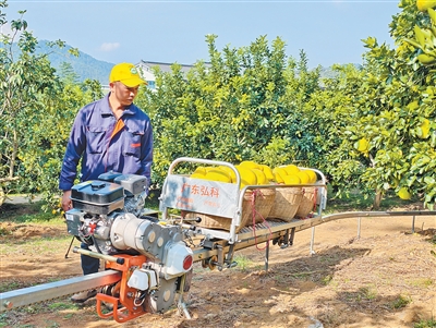 
广州中山眼科医院黄牛代挂号电话票贩子号贩子网上预约挂号,住院检查加快,柚农从一季卖果到四季有进项