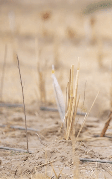 
首都医科大学附属北京中医院黄牛代挂号电话票贩子号贩子网上预约挂号,住院检查加快,沙海播新绿，50万株苗木陆续扎根塔克拉玛干沙漠
