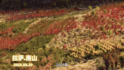 
北京宣武医院黄牛代挂号电话票贩子号贩子网上预约挂号,住院检查加快,植观西藏四季丨定格拉萨南北山的秋，看“染林如何“实归”