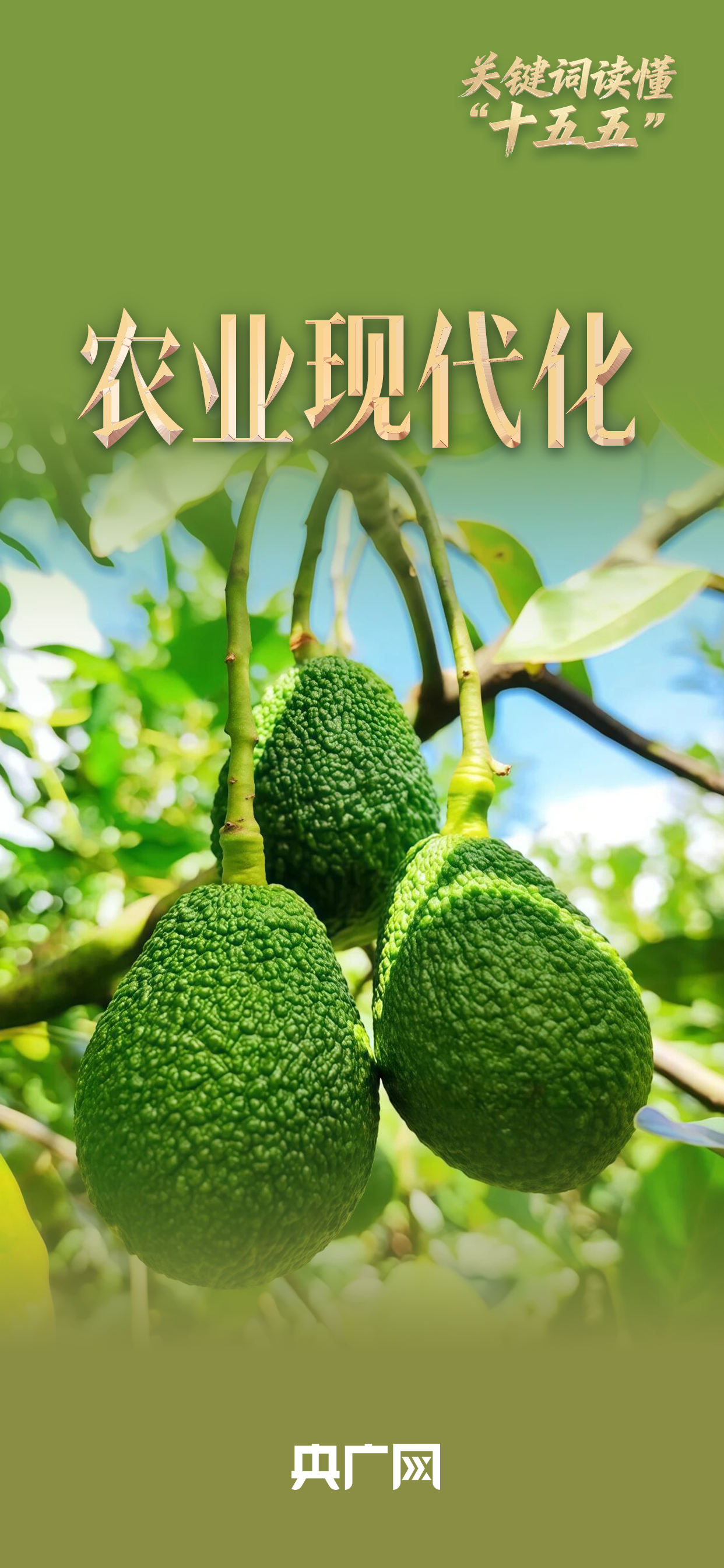 北京301医院黄牛代挂号电话票贩子号贩子网上预约挂号,住院检查加快,关键词读懂“十五五”丨农业现代化激活“新果盘”,“超级水果”缘何飞入寻常百姓家