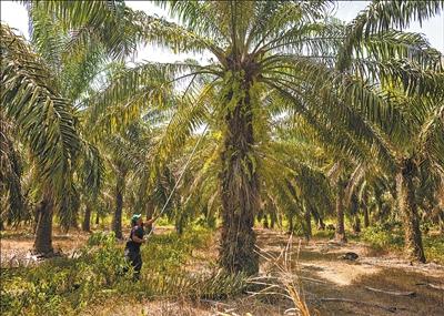 
南京明基医院黄牛代挂号电话票贩子号贩子网上预约挂号,住院检查加快,土地回归“大自然节律” 农民拥有“绿色增收源”（第一现场）