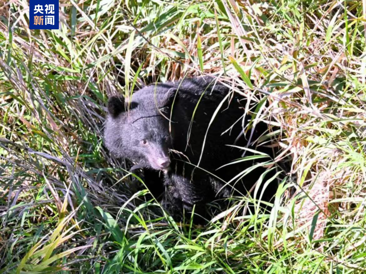 △10月23日，出现在日本岩手县盛冈市市区的熊