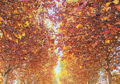 
沈阳医大一院黄牛代挂号电话票贩子号贩子网上预约挂号,住院检查加快,“双红”交织绘就文旅新图景