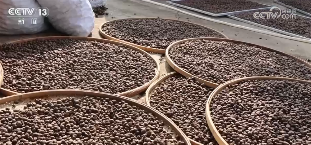 中山大学孙逸仙纪念医院黄牛代挂号电话票贩子号贩子网上预约挂号,住院检查加快,特色产业绘就百姓增收“实景图” 激活乡村振兴“一池春水”