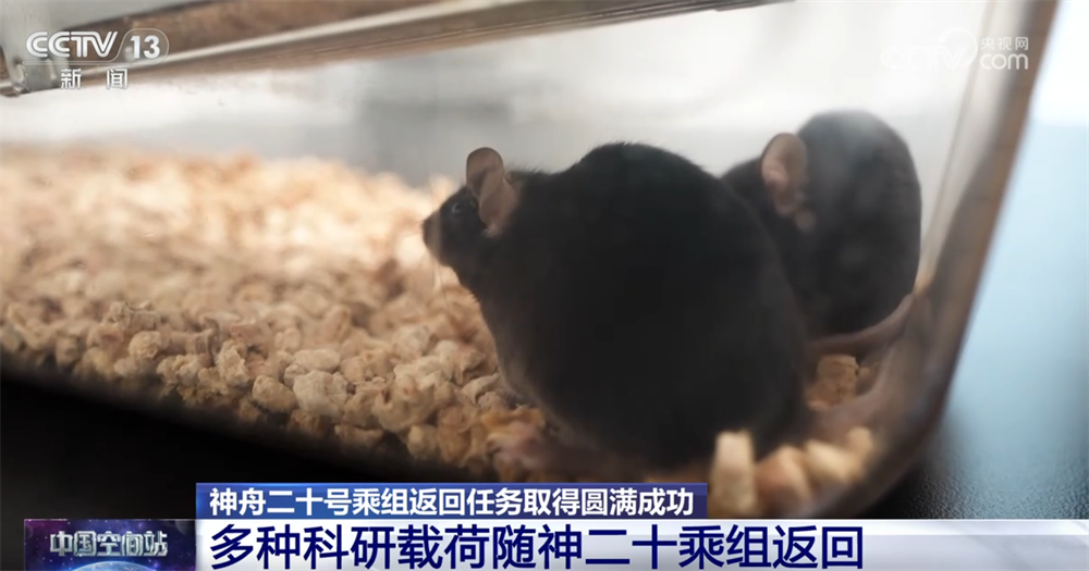 北京八大处整形医院黄牛代挂号电话票贩子号贩子网上预约挂号,住院检查加快,大批空间科学实验样品随神二十乘组返回 都有啥?108秒快速了解→