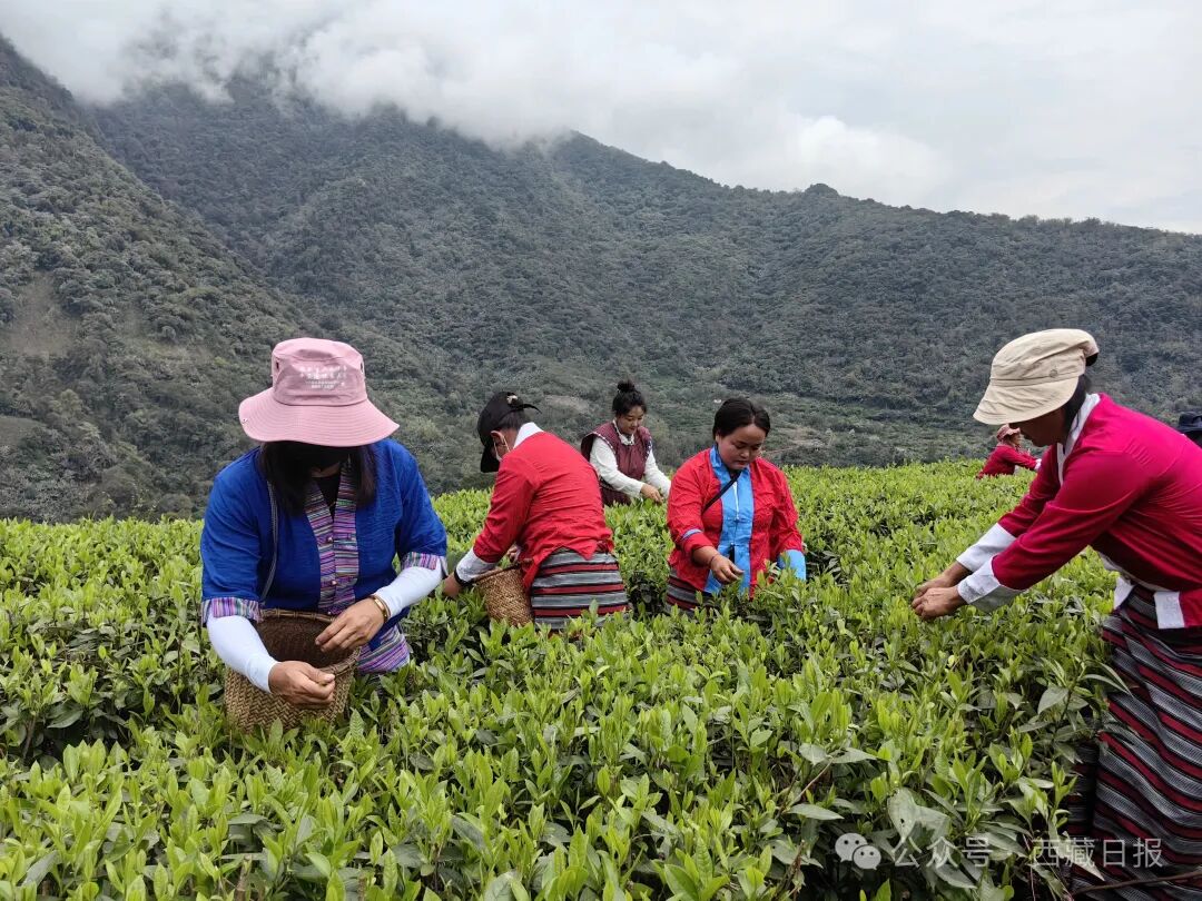 
浙江大学儿童医院黄牛代挂号电话票贩子号贩子网上预约挂号,住院检查加快,113000000元！墨脱真棒！