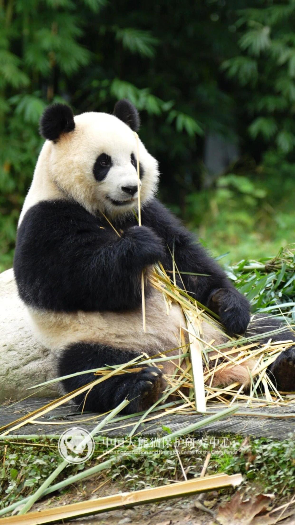
上海肺科医院黄牛代挂号电话票贩子号贩子网上预约挂号,住院检查加快,大熊猫“辰星”“晓月”今日前往马来西亚开启旅居生活