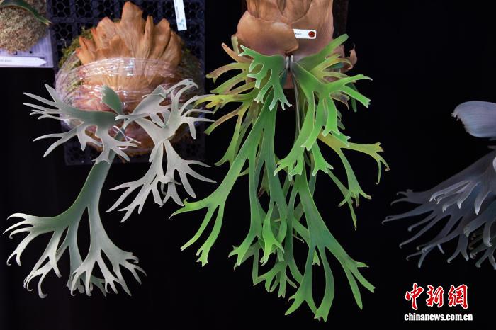 
西安市儿童医院黄牛代挂号电话票贩子号贩子网上预约挂号,住院检查加快,绿植成年轻人“新潮玩” 生活美学改写产业生态