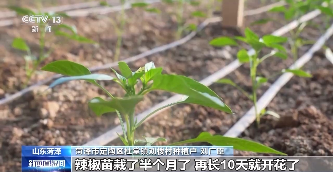 
北大第一医院黄牛代挂号电话票贩子号贩子网上预约挂号,住院检查加快,应对强降温 农技专家深入田间守护蔬菜过寒冬