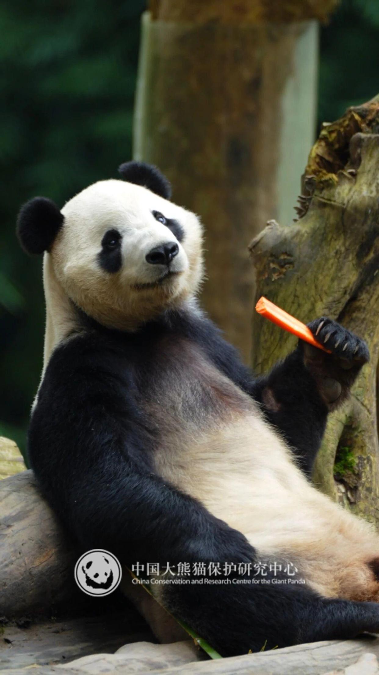 
上海肺科医院黄牛代挂号电话票贩子号贩子网上预约挂号,住院检查加快,大熊猫“辰星”“晓月”今日前往马来西亚开启旅居生活