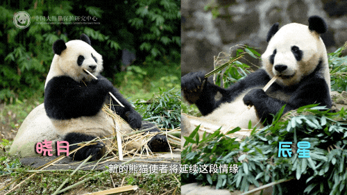 上海肺科医院黄牛代挂号电话票贩子号贩子网上预约挂号,住院检查加快,大熊猫“辰星”“晓月”今日前往马来西亚开启旅居生活