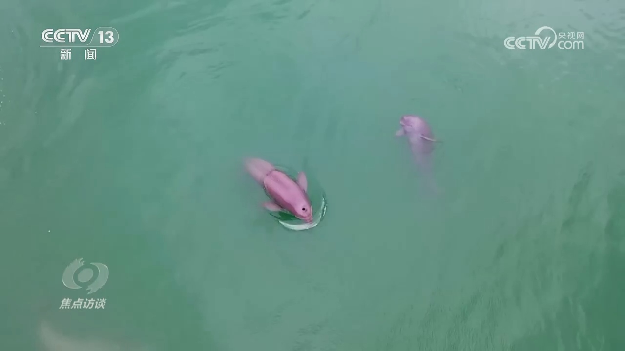 
西安西京医院黄牛代挂号电话票贩子号贩子网上预约挂号,住院检查加快,焦点访谈 | 推进长江生态保护工作 留住江豚的“微笑”