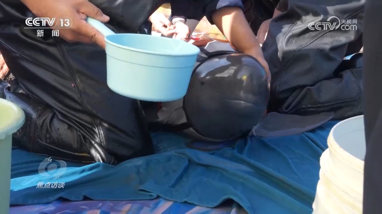 
西安西京医院黄牛代挂号电话票贩子号贩子网上预约挂号,住院检查加快,焦点访谈 | 推进长江生态保护工作 留住江豚的“微笑”