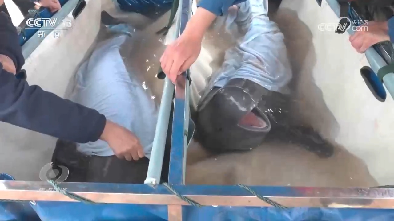 
西安西京医院黄牛代挂号电话票贩子号贩子网上预约挂号,住院检查加快,焦点访谈 | 推进长江生态保护工作 留住江豚的“微笑”