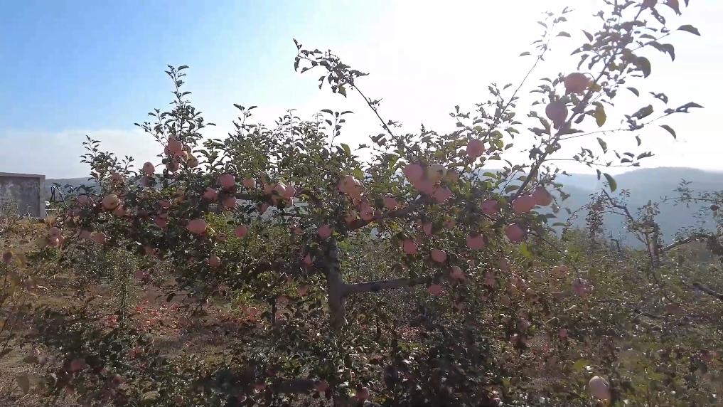 
北京世纪坛医院黄牛代挂号电话票贩子号贩子网上预约挂号,住院检查加快,新华视点｜生态绘新卷 各地绘就绿色发展好风光