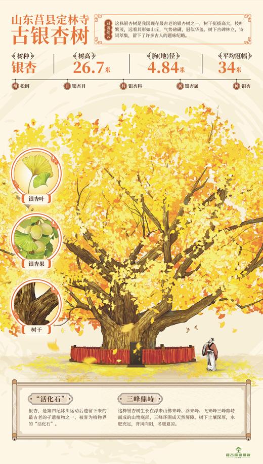 
北京大学肿瘤医院黄牛代挂号电话票贩子号贩子网上预约挂号,住院检查加快,古老银杏 韵传古今（和古树做朋友）