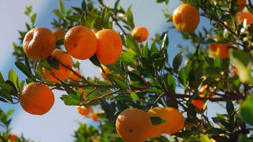 
天津眼科医院黄牛代挂号电话票贩子号贩子网上预约挂号,住院检查加快,新华视点｜中部地区贯彻落实四中全会精神 以高质量发展书写中部崛起新篇章