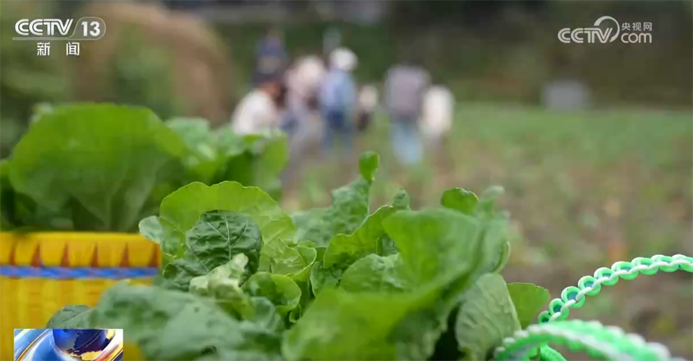 天津血液研究所黄牛代挂号电话票贩子号贩子网上预约挂号,住院检查加快,“秋日经济”升温聚人气 “农文旅融合”新玩法展现乡村振兴蓬勃活力