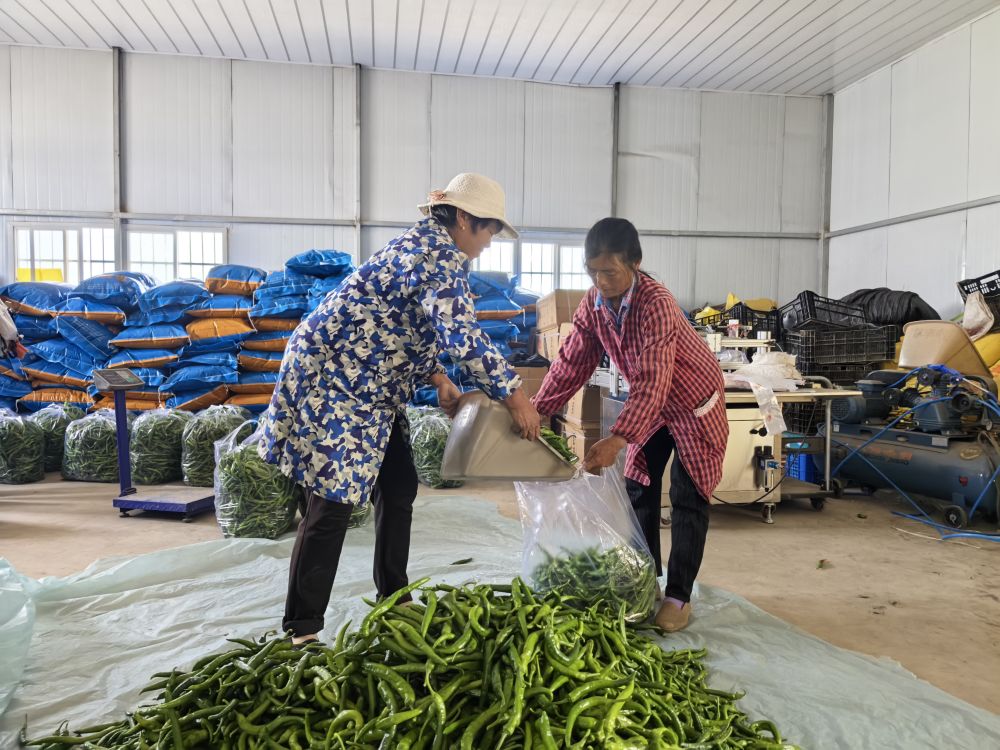 
北京天坛医院黄牛代挂号电话票贩子号贩子网上预约挂号,住院检查加快,四中全会精神在基层 | “三股绳”拧成一道力