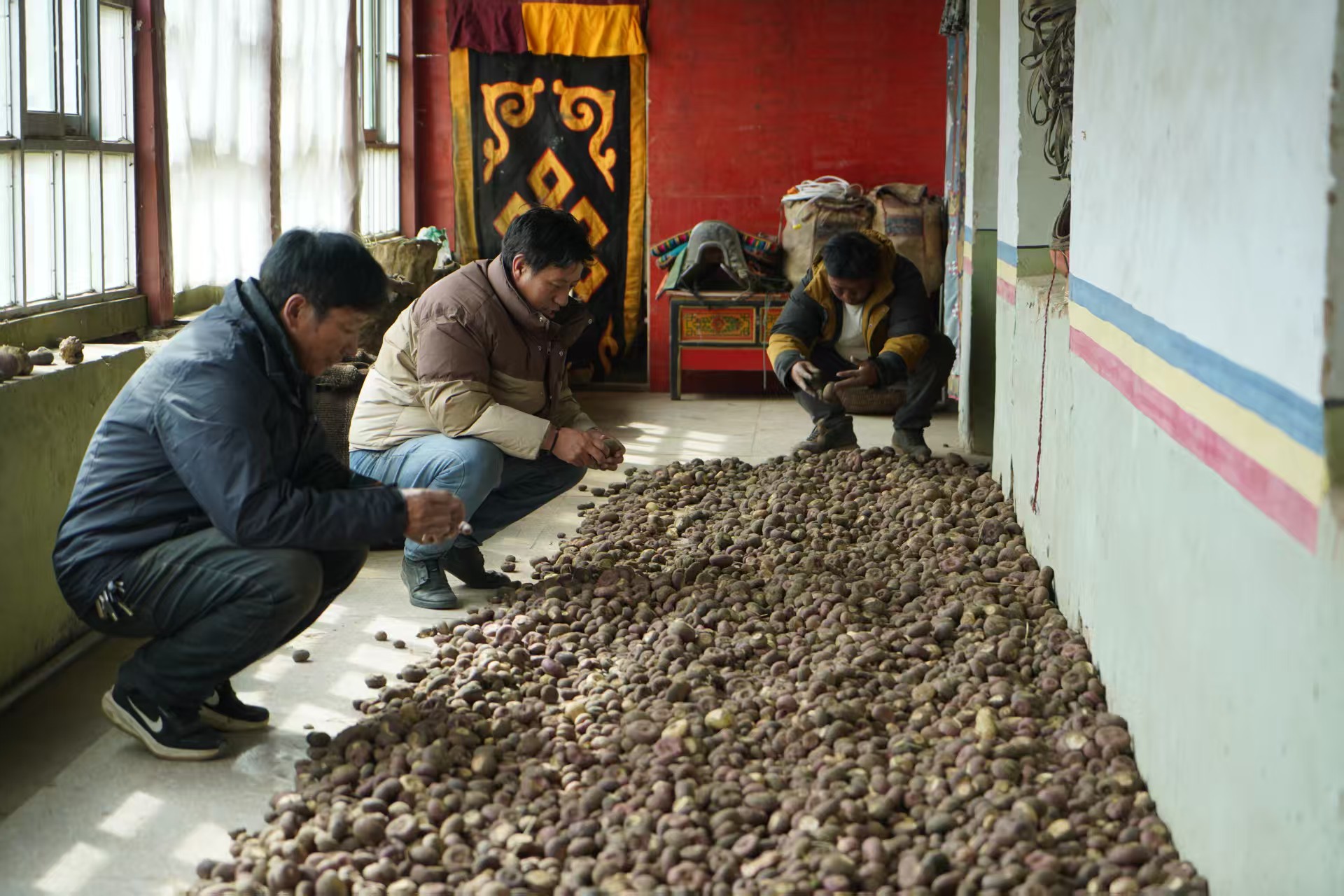 
上海肺科医院黄牛代挂号电话票贩子号贩子网上预约挂号,住院检查加快,土特产也能引领新“食”尚！且看高原芫根变身共富“元宝”
