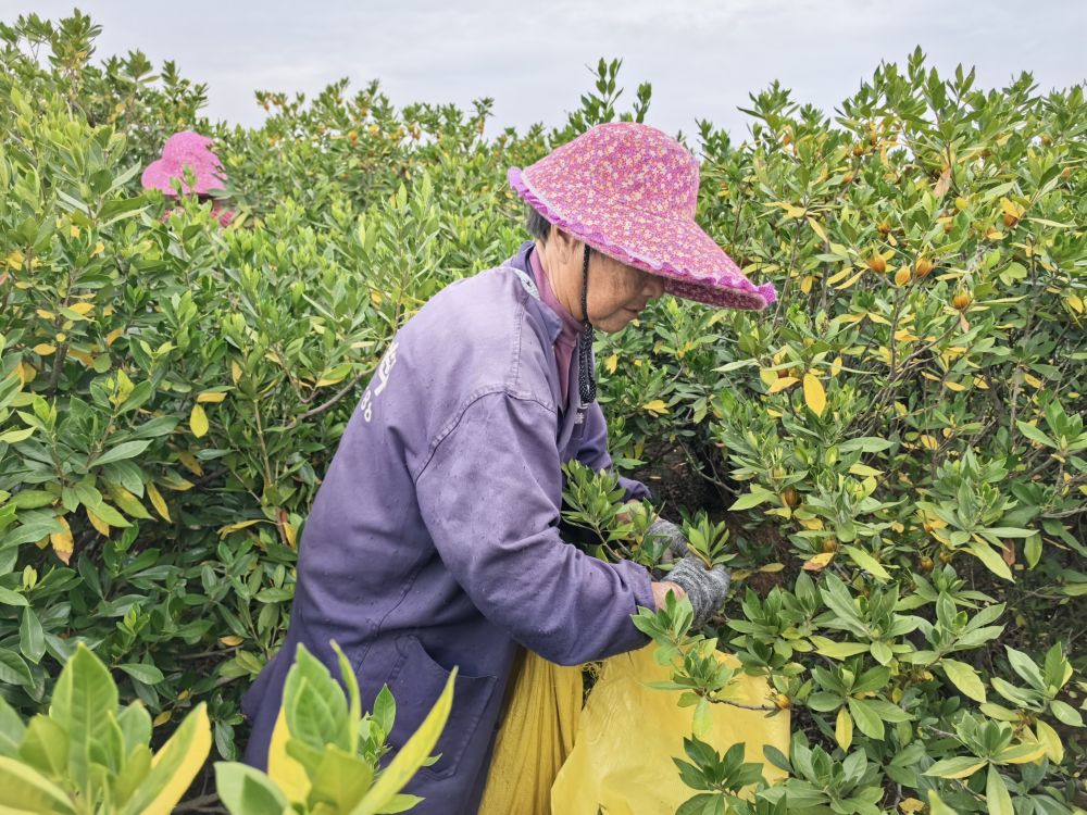 
北京天坛医院黄牛代挂号电话票贩子号贩子网上预约挂号,住院检查加快,四中全会精神在基层 | “三股绳”拧成一道力