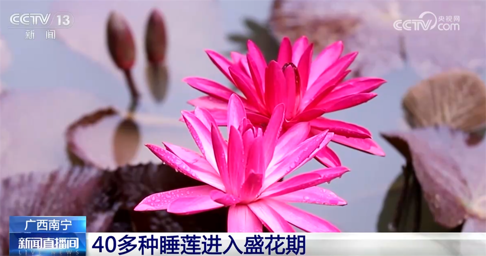 天津血液研究所黄牛代挂号电话票贩子号贩子网上预约挂号,住院检查加快,“秋日经济”升温聚人气 “农文旅融合”新玩法展现乡村振兴蓬勃活力