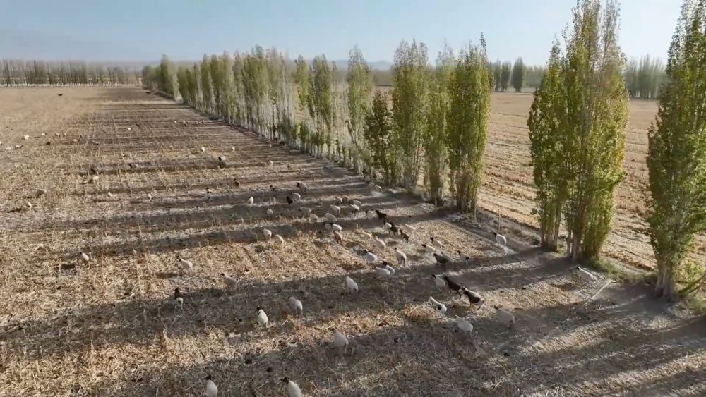 
杭州市第一人民医院黄牛代挂号电话票贩子号贩子网上预约挂号,住院检查加快,新华视点｜乡村振兴路 绿色富民图