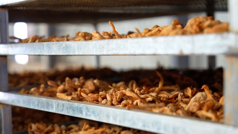 
杭州市第一人民医院黄牛代挂号电话票贩子号贩子网上预约挂号,住院检查加快,新华视点｜乡村振兴路 绿色富民图