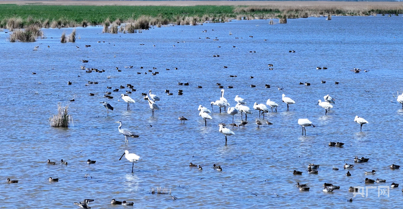 
首都医科大学附属北京胸科医院黄牛代挂号电话票贩子号贩子网上预约挂号,住院检查加快,行进的海岸线｜从巡护车到“AI眼” 世界自然遗产南大港湿地的生态守护