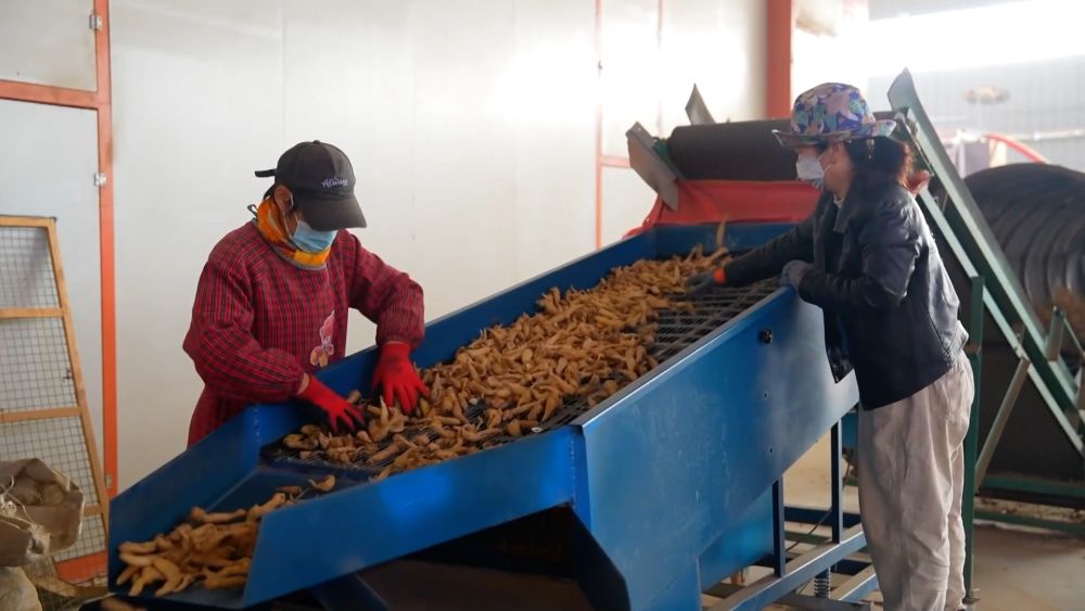 
杭州市第一人民医院黄牛代挂号电话票贩子号贩子网上预约挂号,住院检查加快,新华视点｜乡村振兴路 绿色富民图