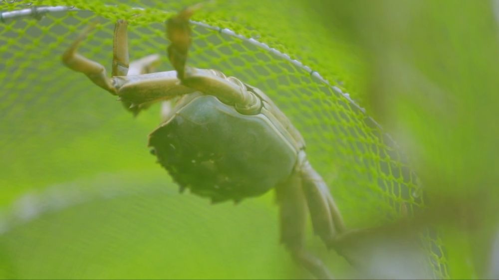
杭州市第一人民医院黄牛代挂号电话票贩子号贩子网上预约挂号,住院检查加快,新华视点｜乡村振兴路 绿色富民图