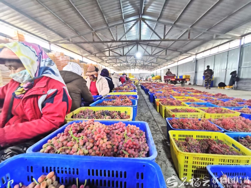 
江苏省中医院黄牛代挂号电话票贩子号贩子网上预约挂号,住院检查加快,奋进的新疆·我们的“十四五”丨天山果香飘万里