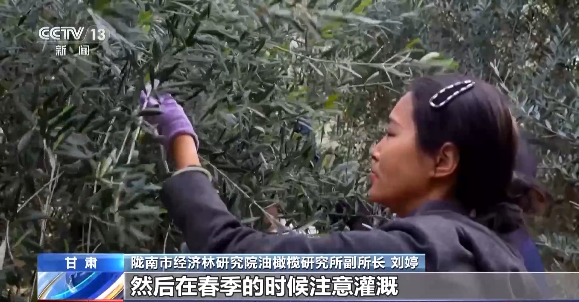 
首都医科大学附宣武医院黄牛代挂号电话票贩子号贩子网上预约挂号,住院检查加快,视频丨“洋果子”炼成“金果子” 陇南油橄榄是如何被“吃干榨尽”的？