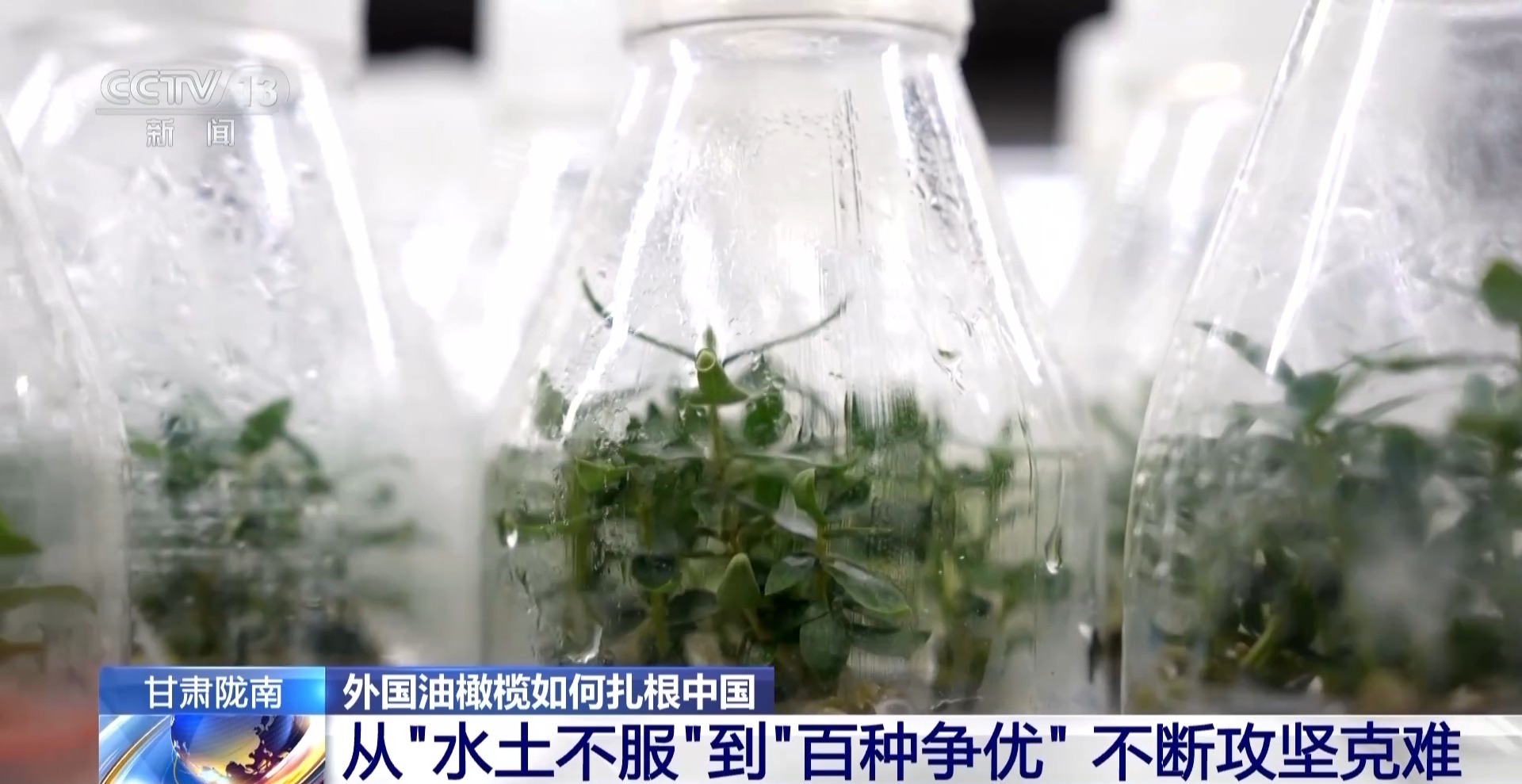 
首都医科大学附宣武医院黄牛代挂号电话票贩子号贩子网上预约挂号,住院检查加快,视频丨“洋果子”炼成“金果子” 陇南油橄榄是如何被“吃干榨尽”的？