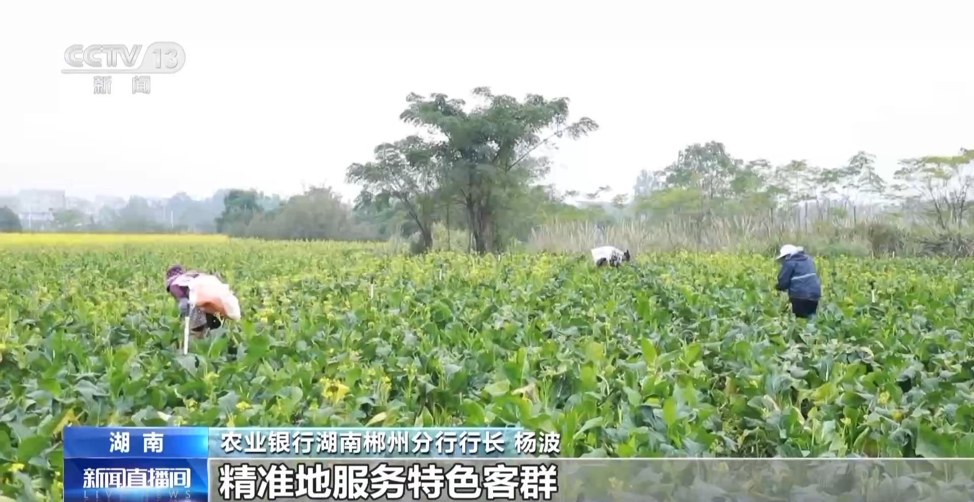 
中国中医科学院广安门医院黄牛代挂号电话票贩子号贩子网上预约挂号,住院检查加快,蔬菜贷、民宿贷、水果贷 金融服务“精准滴灌”到田间地头