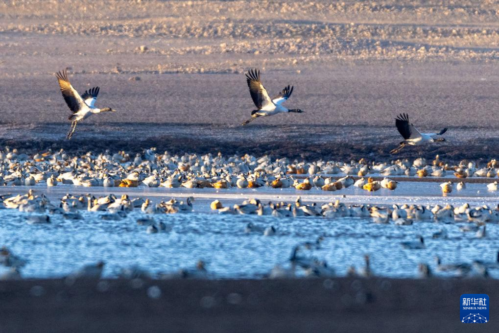 
广州中医药大学一附医院黄牛代挂号电话票贩子号贩子网上预约挂号,住院检查加快,西藏林周迎来大批越冬候鸟