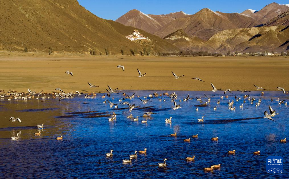 
广州中医药大学一附医院黄牛代挂号电话票贩子号贩子网上预约挂号,住院检查加快,西藏林周迎来大批越冬候鸟