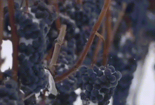 
江苏省第二中医院黄牛代挂号电话票贩子号贩子网上预约挂号,住院检查加快,吉林冰雪的多元破局与生态重构