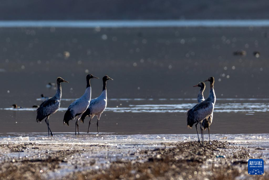 
广州中医药大学一附医院黄牛代挂号电话票贩子号贩子网上预约挂号,住院检查加快,西藏林周迎来大批越冬候鸟