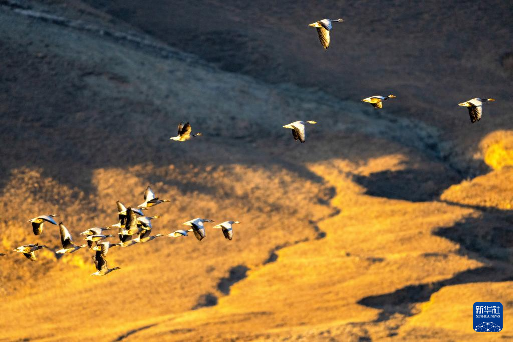 
广州中医药大学一附医院黄牛代挂号电话票贩子号贩子网上预约挂号,住院检查加快,西藏林周迎来大批越冬候鸟