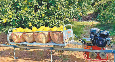 
上海肿瘤医院黄牛代挂号电话票贩子号贩子网上预约挂号,住院检查加快,小柚子长成大产业（乡村观察）