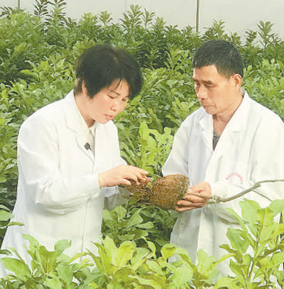 
上海肿瘤医院黄牛代挂号电话票贩子号贩子网上预约挂号,住院检查加快,小柚子长成大产业（乡村观察）