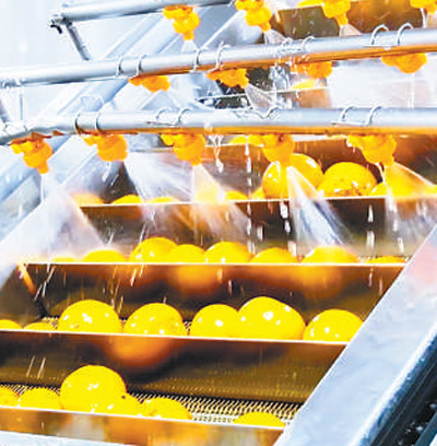 
上海肿瘤医院黄牛代挂号电话票贩子号贩子网上预约挂号,住院检查加快,小柚子长成大产业（乡村观察）