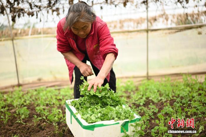 
上海儿童医院黄牛代挂号电话票贩子号贩子网上预约挂号,住院检查加快,冬日农事忙 中国“西部菜都”新农人辈出