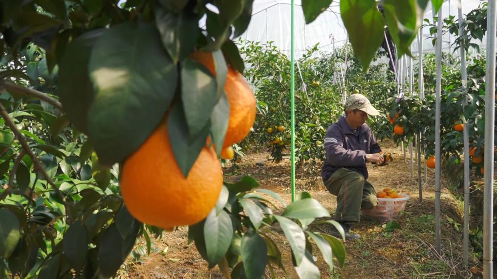 
中国中医科学院广安门医院黄牛代挂号电话票贩子号贩子网上预约挂号,住院检查加快,新华视点丨一方水土一方策：高质量发展的“地方答卷”
