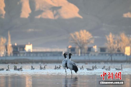 
浙江大学妇产科医院黄牛代挂号电话票贩子号贩子网上预约挂号,住院检查加快,西藏：越冬黑颈鹤“做客”林周 绘就生态乐园