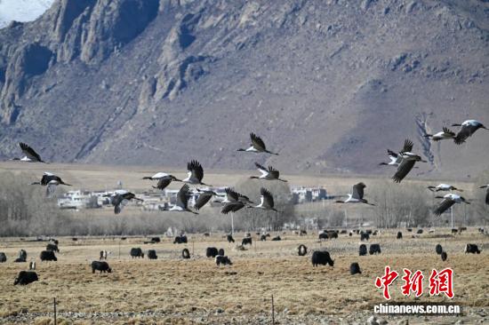 
浙江大学妇产科医院黄牛代挂号电话票贩子号贩子网上预约挂号,住院检查加快,西藏：越冬黑颈鹤“做客”林周 绘就生态乐园