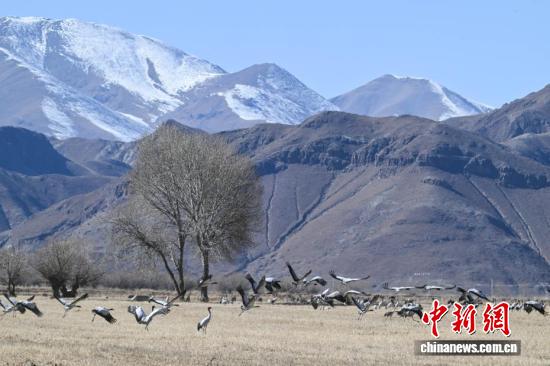 
浙江大学妇产科医院黄牛代挂号电话票贩子号贩子网上预约挂号,住院检查加快,西藏：越冬黑颈鹤“做客”林周 绘就生态乐园
