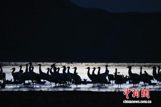 
浙江大学妇产科医院黄牛代挂号电话票贩子号贩子网上预约挂号,住院检查加快,西藏：越冬黑颈鹤“做客”林周 绘就生态乐园